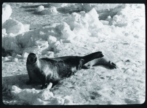 Детеныши гренландских тюленей остаются во льду около трех недель