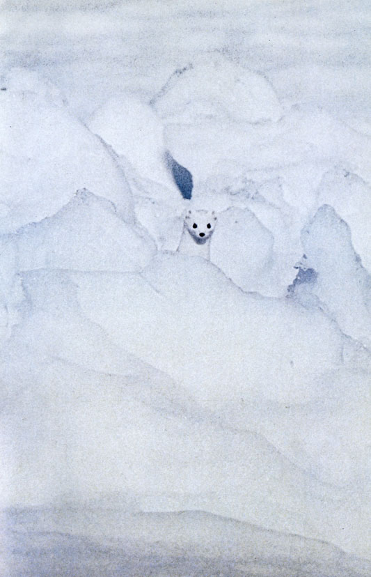 Горностай (Mustela erminea) прячется в снегах. Горностаи распространены от северной трети умеренной зоны северного полушария до высоких широт Арктики