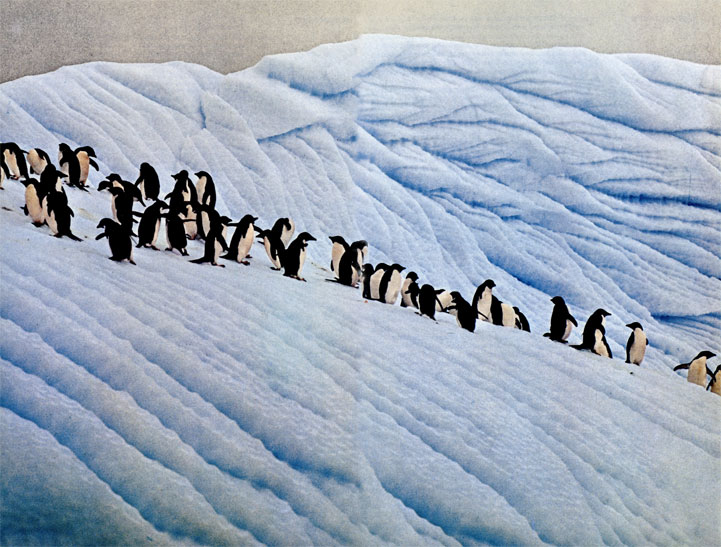 На следующем развороте. Пингвины Адели (Pygoscelis adeliae) на льду у побережья Антарктиды