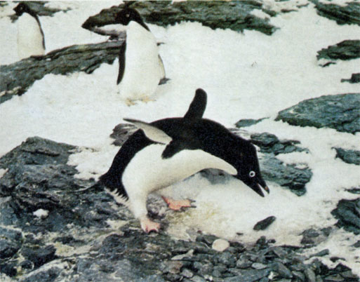 Пингвин Адели сооружает гнездо из камней (остров Сигни, Южные Оркнейские острова). Пингвины Адели, случается, воруют строительный материал друг у друга