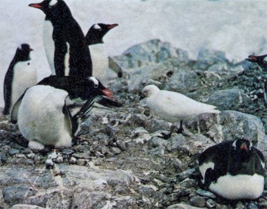 Субантарктический пингвин, сидящий на яйцах, обороняется против непрошеного гостя - белой ржанки (Chionis alba). Хотя ржанки в первую очередь трупоеды, они часто нападают на пингвиньи колонии, разбивают яйца и выедают их содержимое, похищают птенцов. Иногда несколько ржанок окружают взрослого пингвина, кормящего малыша, и терзают клювами, пока тот не отдаст им всю пищу