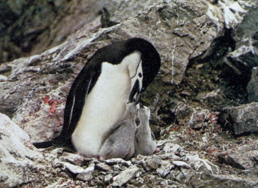 Антарктический пингвин (Pygoscelis antarctica) кормит свой выводок на острове Элефант близ Антарктического полуострова. Выловленных рыб и беспозвоночных пингвины заглатывают, чтобы затем отрыгнуть и отдать птенцам