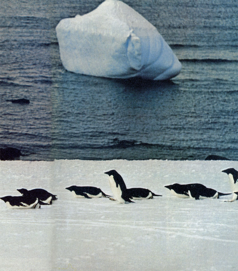 Группа пингвинов Адели форсирует на брюхе лед на подходах к морю. Подобным способом Адели иногда передвигаются быстрее, чем на ногах