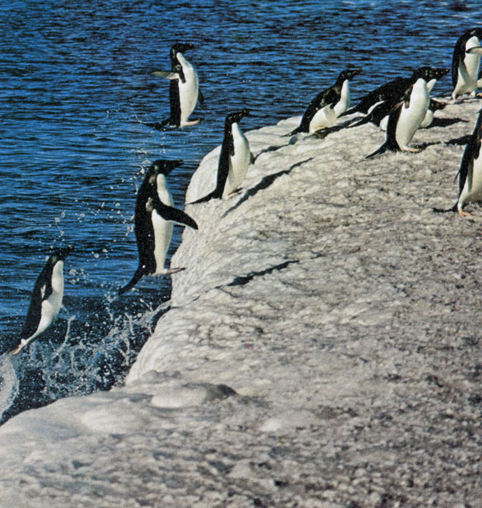 Пингвины Адели выскакивают на льдину. На подходах к ней они развивают такую скорость, что пулей вылетают из воды и приземляются прямо на ноги
