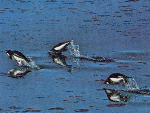 Пингвины Адели плывут по бухте Хоп (Антарктида), непрестанно выпрыгивая из воды, как того требует стиль 'дельфин'. Это позволяет им дышать, не прерывая движения. Пингвины развивают в воде скорость до 25 км в час