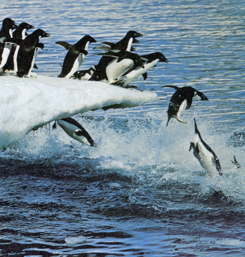 Пингвины Адели прыгают со льдины в воду. Чаще всего они входят в воду большими группами, возможно, чтобы уменьшить опасность нападения морских леопардов (Hydrurga leptonyx) и других хищников на отдельных птиц