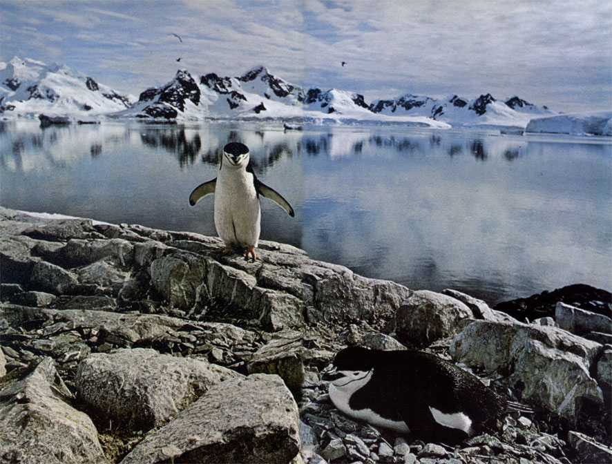 Антарктического пингвина (Pygoscelis antarctica), расправляющего крылья на берегу бухты Парадиз Антарктического полуострова, легко узнать по характерной полоске вокруг шеи