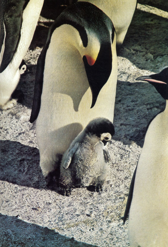 Императорский пингвин (Aptenodytes forsteri) нянчи г птенца в разгаре суровой антарктической зимы. Подобно пингвинам Алели, императорские пингвины, самцы и самки, насиживают яйца поочередно. Пока один из родителей сидит на яйце, в горой кормится в море
