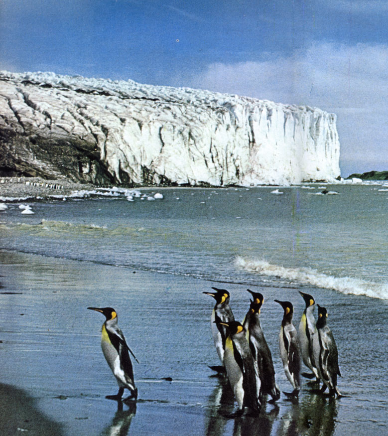 Королевские пингвины (Aptenodytes patagonica) живут на субантарктических островах, в том числе на Фолклендских. Их рост около метра, чуть меньше, чем у близкого им вида - императорского пингвина