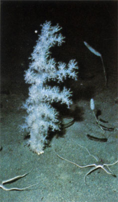 Мягкий восьмилучевой коралл (Dendronepythya) в холодных водах бухты Нью-Харбор в заливе Мак-Мердо, Антарктика. Большинство кораллов распространены в теплых водах, но некоторые встречаются и в холодных морях