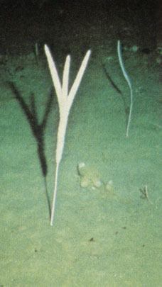 Губка (класс Demospongea - обыкновенные губки из залива Мак-Мёрдо), достигшая почти метра в высоту