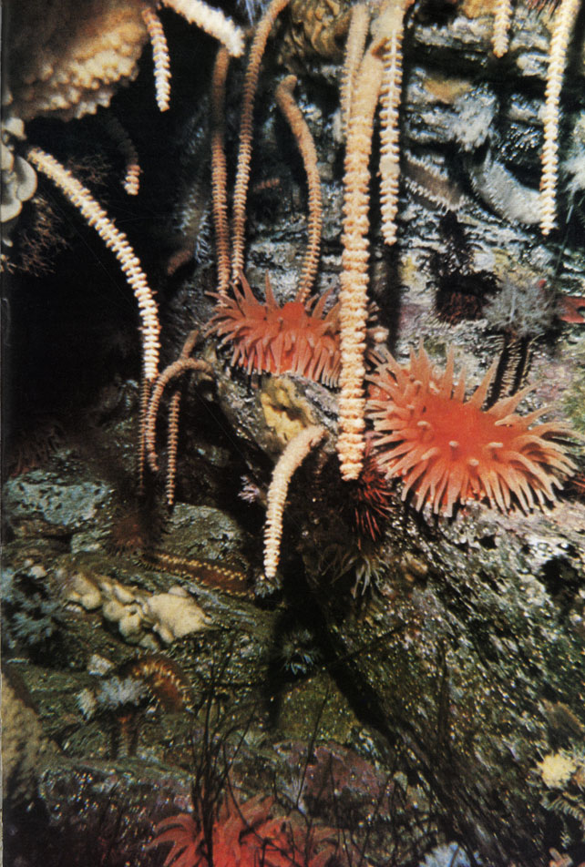'Сад' живых организмов, имеющих большое сходство с растениями, пышно раскинулся под расщелиной в скале (Южный океан). Здесь мягкие кораллы - альционарии, актинии, а также голотурии из класса иглокожих, к которому относятся, кроме них, морские звезды и морские ежи