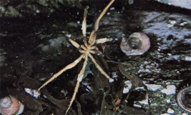Морские пауки (пантоподы) распространены в холодных океанах повсеместно - от прибрежных вод до больших глубин. У этого паука (вероятно, Nymphon australe) огромный для его размеров хобот с ротовым отверстием на конце, который он вводит в тело кишечнополостных (гидроидов, актиний) и высасывает из них жизненные соки. Пауки лишены брюшного отдела - их пищеварительные органы расположены в ногах