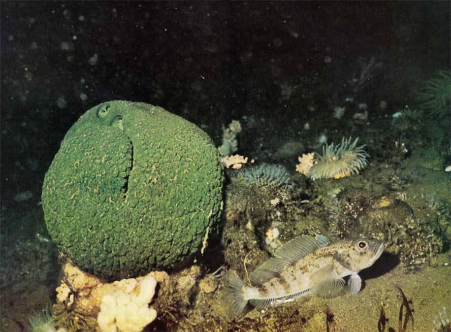 Зеленая губка Latrunculia apicalis в заливе Мак-Мёрдо, рядом- трематом (Trematomus challengerian) из семейства нототениевых. Губки этого вида найдены только в Антарктике и у субантарктических островов. Бугорки на поверхности губки испещрены порами, проницаемыми для воды, из которой она отфильтровывает мельчайшие морские растения и животных. Трематомы живут на дне, питаются мелкими ракообразными