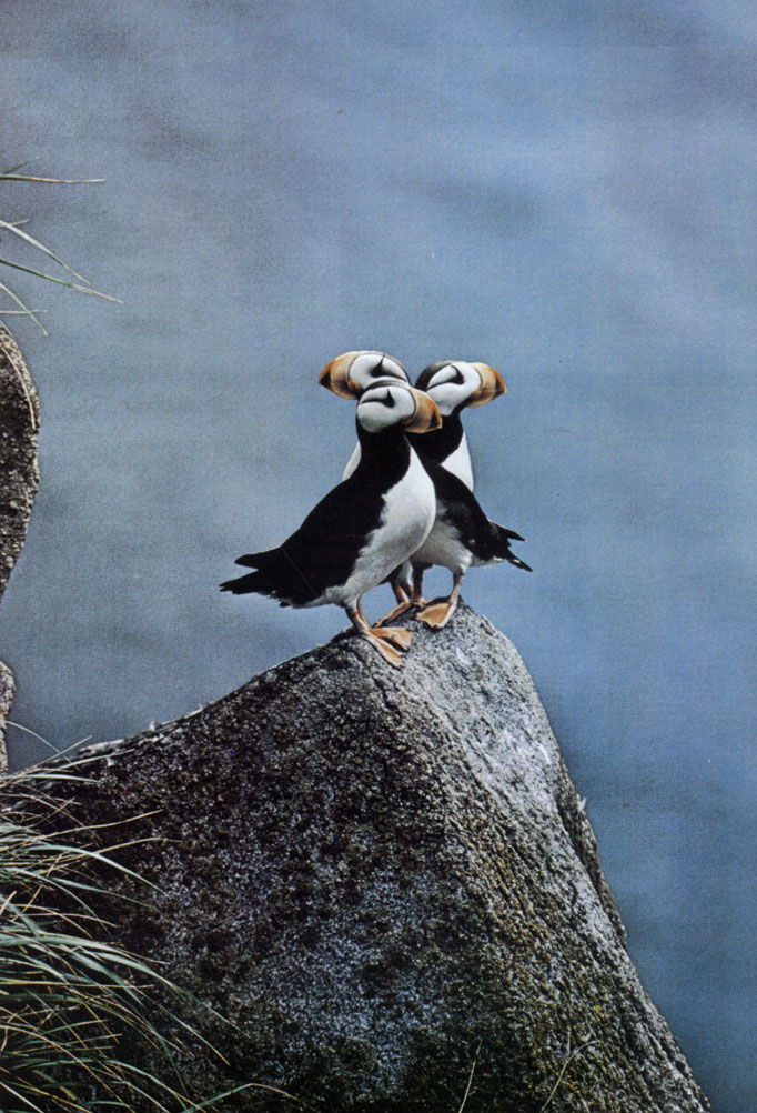 Тупики (Fratercula arctica) придерживаются северных берегов Атлантического океана. Благодаря большому клюву тупик вылавливает и удерживает одновременно несколько рыб. Тупики и родственные им морские птицы как бы 'летают' под водой, подобно пингвинам, но, в отличие от них, умеют летать и по воздуху