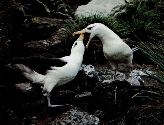 Чернобровые альбатросы (diomedea melanophrys) исполняют сложный ритуал ухаживания: танцуют, кланяются, скрещивают клювы, издают носовые звуки. Вид распространен во всех субантарктических районах мира, гнездится на океанских островах. Гнездо альбатросы сооружают обычно на кучке земли и часто выстилают его растениями. За выводком ухаживают оба родителя.