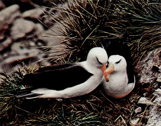 Чернобровые альбатросы 