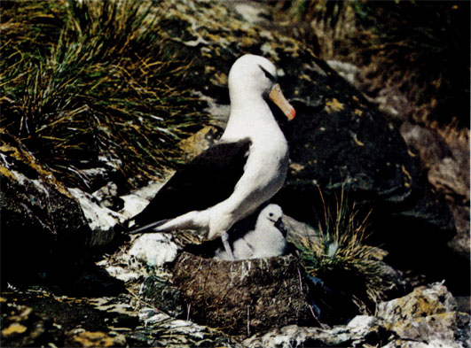 Чернобровые альбатросы 