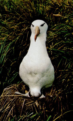 Чернобровый альбатрос 