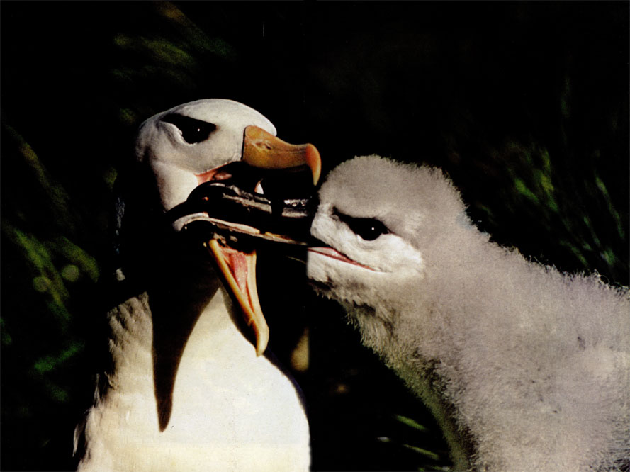 Чернобровый альбатрос кормит птенца проглоченной и частично переварившейся рыбой. В полете альбатросы используют сильные западные ветры, дующие в поясе между НУЖНЫМИ оконечностями Новой Зеландии, Южной Америки, Африки и Антарктидой. Предполагают, что с помощью этих воздушных течений альбатросам случается облетать весь земной шар
