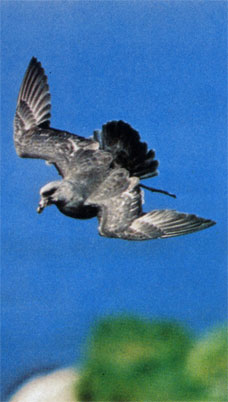 Глупыш (Fulmarus glacialis) пролетает над островом Семиди, Аляска. Питаются глупыми мелкими морскими животными и падалью