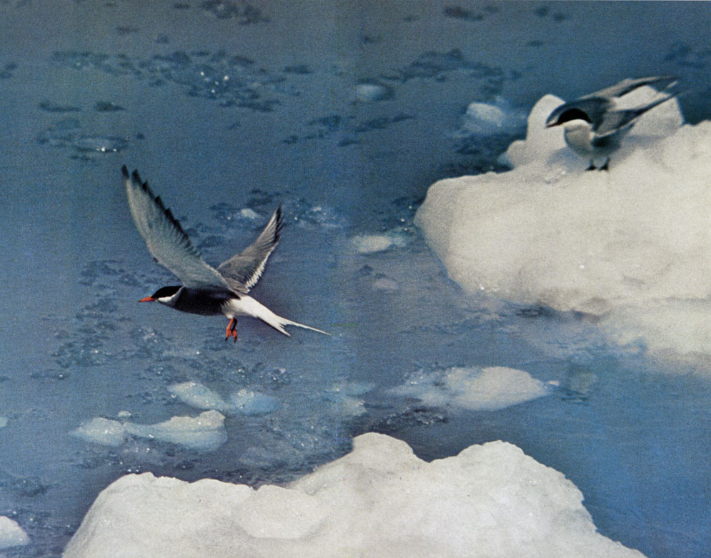 Осенью полярные крачки покидают Арктику и перелетают в антарктические моря, за 15 тыс. км