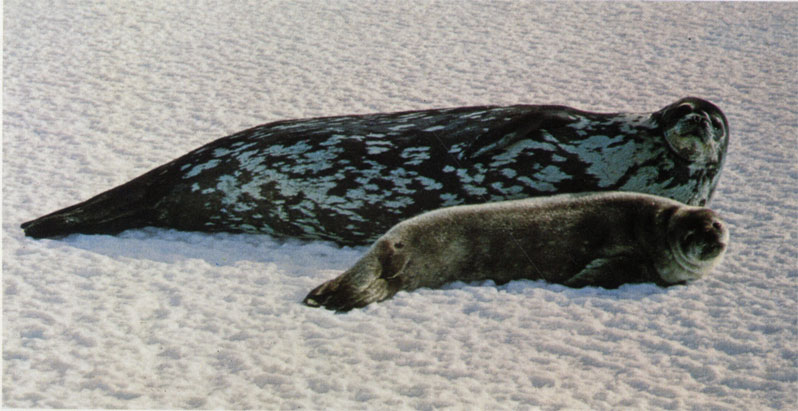 Тюлениха Уэдделла с малышом отдыхает на льду Антарктики. Весной ветровое охлаждение может достигать -40° С. При таком ветре, да еще с метелью, детеныш переползает на подветренную сторону, под защиту тела матери, и согревается, прижимаясь к ней