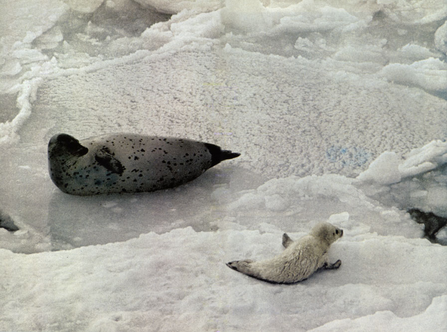 На следующем развороте. Ларга (Phoca largha), обитатель Берингова моря, состоит в близком родстве с тюленем обыкновенным (Phoca vitulina), но щенится и растит потомство только на морском льду, тогда как второй вид предпочитает берег