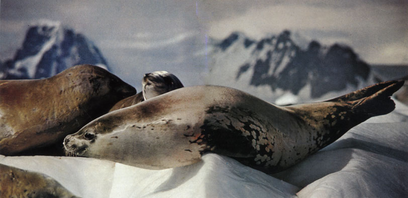Тюлени-крабоеды (Lobodon carcinophagus) - самый многочисленный вид ластоногих. На морском льду Южного океана обитает более 15 миллионов этих животных. Их название обманчиво - на самом деле они питаются не крабами, а крилем, которым так богаты антарктические воды