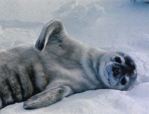 Детеныш тюленя Уэдделла вылез на антарктический лед и растянулся на солнце. Подобно ящерицам, тюлени стараются подставить свое тело под лучи весеннего и летнего солнца