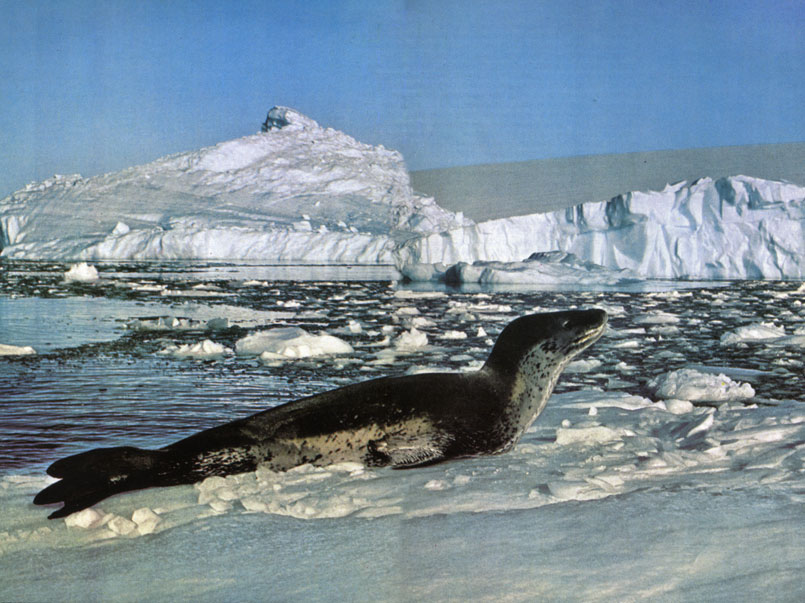 Морской леопард (Hydrurga leptonyx), обязанный своим названием пятнистой шкуре, - уроженец Южного океана. Хотя за ним закрепилась дурная репутация пожирателя пингвинов, в основном в его пище преобладает рыба