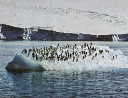 Группа пингвинов Адели (Pygoscelis adeliae) плывет на льдине, оторвавшейся от морского льда в Антарктике