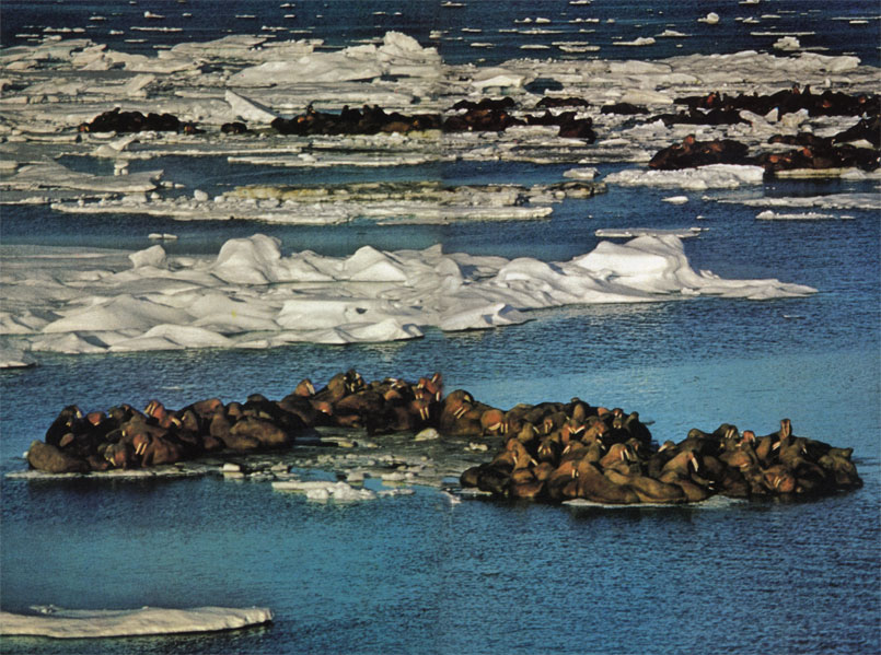 Стадо моржей на льдине в Чукотском море. Весной моржи обычно перемещаются вместе с дрейфующими льдами на север, осенью же плывут на юг, опережая появление ледяного покрова. Весьма общительные животные, они собираются иногда стадами в сотни и даже тысячи особей