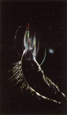 Гребневик (отряд Cydippida) в водах Резольют-Бей, Северо-Западные территории Канады. Гребневики - хищники; некоторые из них питаются, ловя добычу щупальцами с клейкими клетками, чьи движения создают ток воды, направляющий планктон к их ротовому отверстию