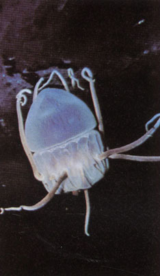 Антарктическая медуза Periphylla, относится к корономедузам, живущим на глубинах во многих морях мира