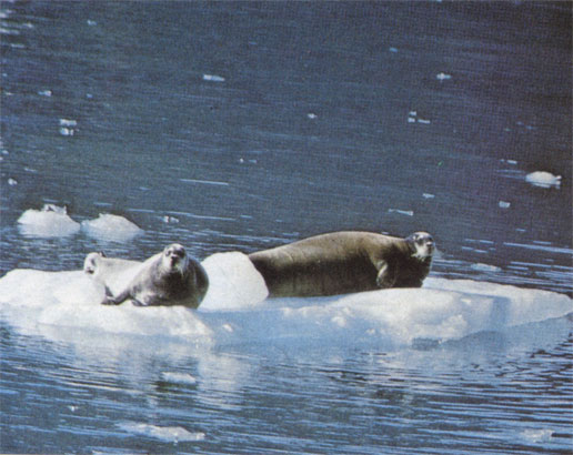 Морской заяц, или лахтак (Erignathus barbatus), обитает в паковых льдах Арктики. Тюлени этого вида избегают припая, предпочитая ему ледяные поля. Численность лахтаков, вероятно, около 100 тыс. особей. При длине тела около 2,5 м они наиболее крупные из настоящих тюленей Арктики