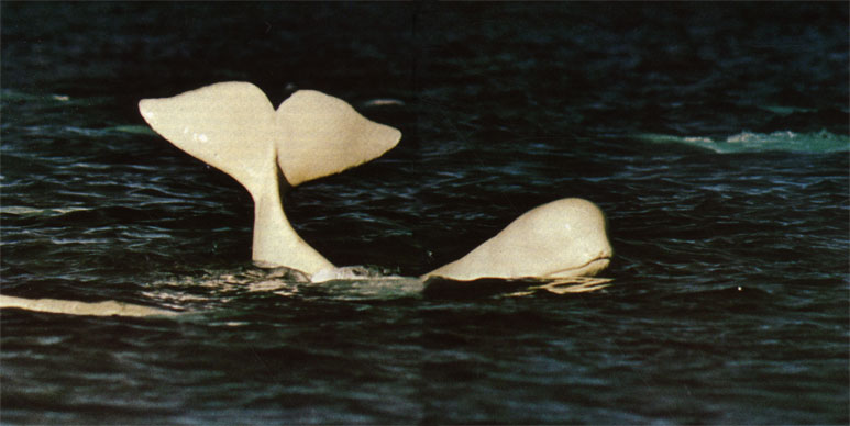 Белуха, или белый кит (Delphinapterus leucas), всплыла на поверхность моря в водах Канадской Арктики. Она принадлежит к прибрежным видам, питается рыбой, кальмарами, беспозвоночными и, разыскивая их, часто заходит в бухты и реки. В воде проявляет чудеса ловкости, даже может плыть задом наперед, работая хвостовыми плавниками