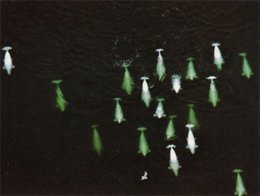 Группа белух в холодных водах Канады.Белухи часто собираются в большие группы, насчитывающие подчас сотни животных. Это, однако, случайные объединения, лишенные четкой социальной организации. Белухи, можно сказать, обладают 'хорошими вокальными данными', за что заслужили прозвище морских канареек