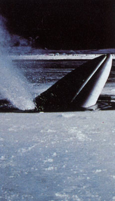 Малый полосатик (Balaenoptera acutorostrata) всплыл поблизости от открытой воды (Канадская Арктика), чтобы набрать воздуха в небольшой продушине. Единственный из полосатиков, этот кит на протяжении всего года живет в битых льдах: небольшие размеры - всего лишь 10 м в длину - не позволяют ему пробиваться сквозь тяжелые льды