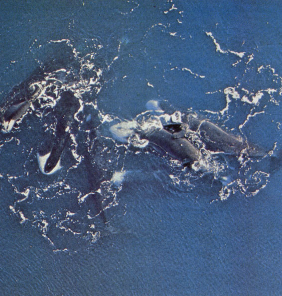 Пара гренландских китов (Balaena mysticetus), окруженная товарищами, спаривается у поверхности воды в южной части моря Бофорта. Гренландские киты размножаются в конце лета. Одно время они были почти полностью истреблены, в настоящее время их численность составляет, вероятно, от двух до трех тысяч особей