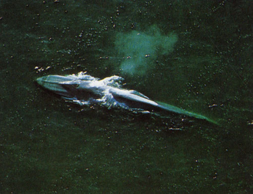 Синий кит (Balaenoptera musculus) делает выдох, всплыв на поверхность воды. Облачко, поднявшееся над его дыхалом, образовалось в результате конденсации водяного пара из теплого воздуха в легких. Синий кит - самое крупное из когда-либо живших на Земле животных