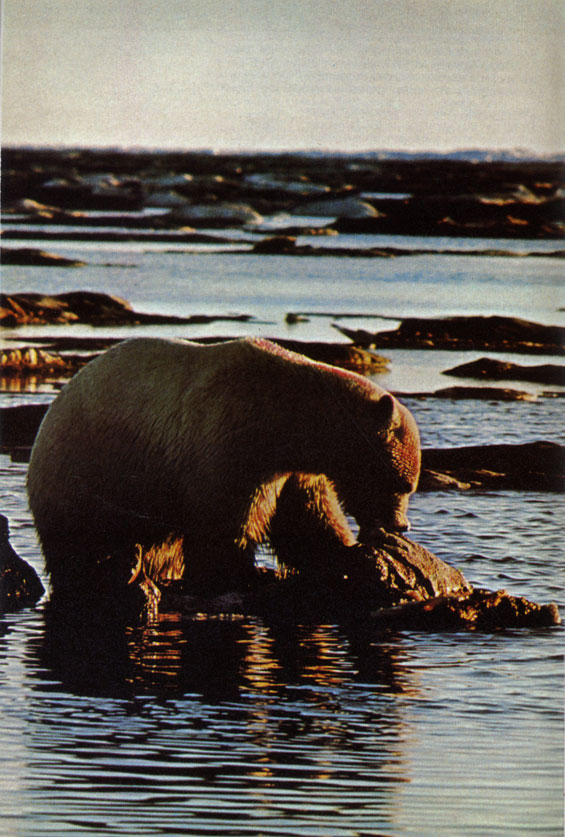 Белый медведь (Ursus maritimus) объедает труп кита на нагретом летним солнцем берегу в национальном парке Брукс-Рейндж, Аляска. Как все животные холодных зон, белый медведь имеет толстый слой подкожного жира, который придает ему силы и изолирует от воздействия внешней среды