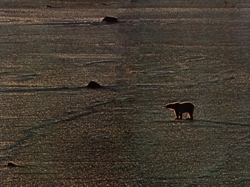 Самец белого медведя в одиночестве пересекает северную часть Гудзонова залива. Зимой белые медведи двигаются на юг вдоль берегов залива. У берегов они охотятся прежде всего на кольчатых нерп (Phoca hispida), которые выкармливают детенышей на припае, под прикрытием торосов