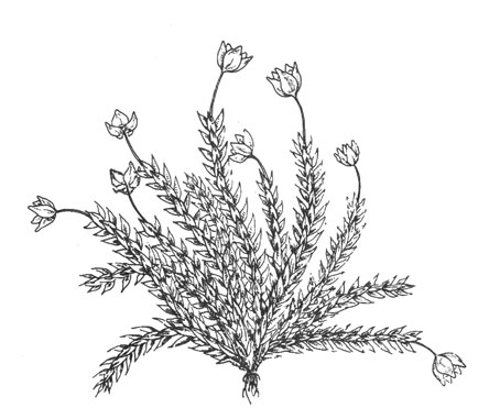 Звездчатка (Colobanthus crassifolim), 3 см