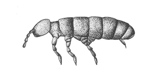 Бескрылый комар-дергун (Belgica antarctica), 4 мм