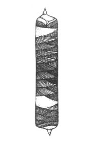 Диатомея (Rhizosolenia chunii), x 1000