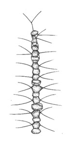 Диатомея (Chaetoceros neglectus), x 500
