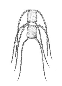 Диатомея (Chaetoceros criophilus), x 500