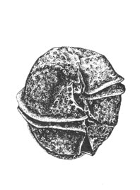 Динофлагеллята (Gonyaulax sphaeroidea), x 1000
