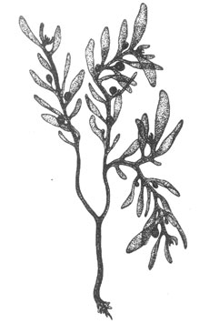 Цистофера Жакиноти (Cystophaera jacquinotii), 37 см